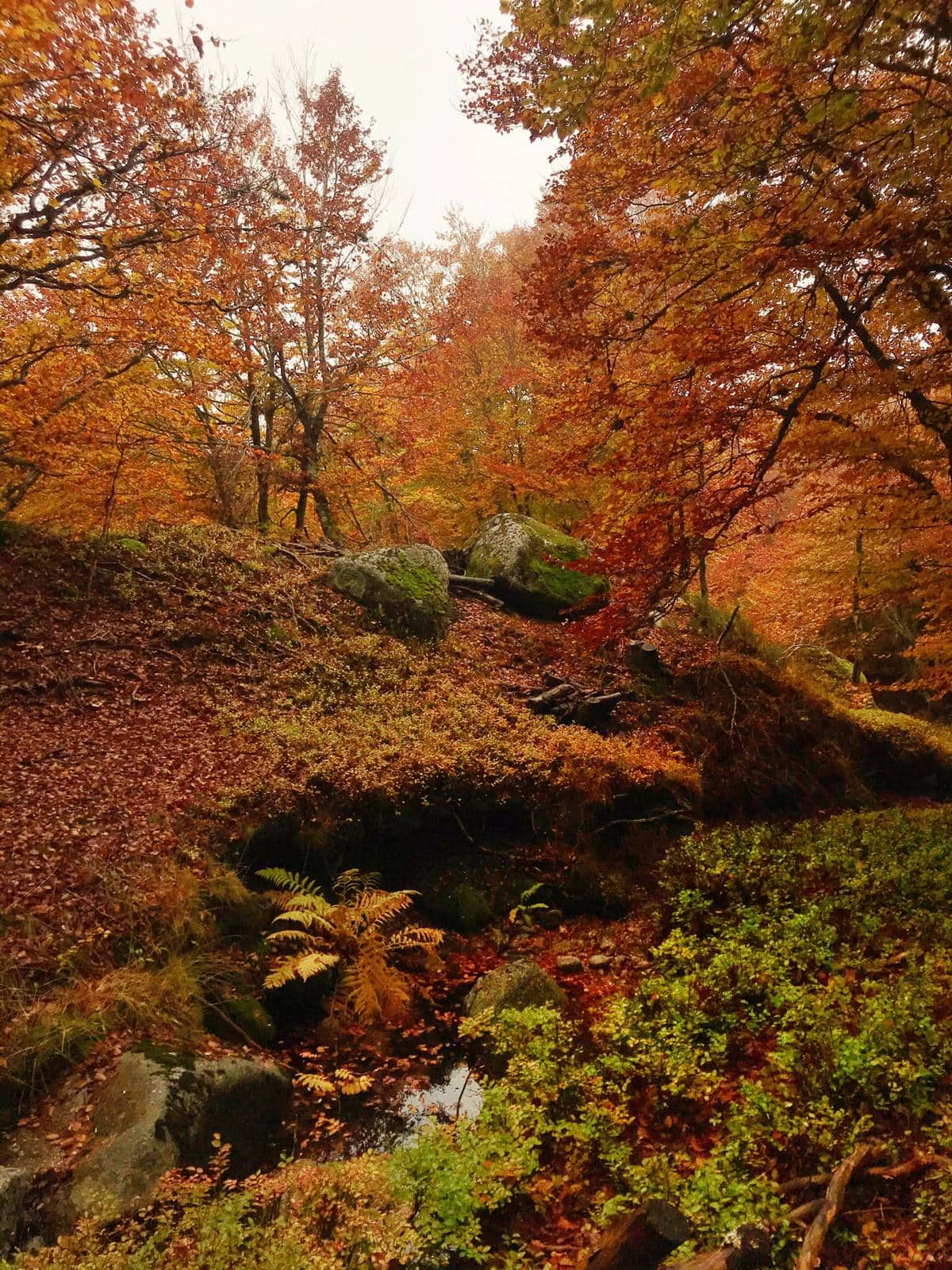 Forêt du Mont Lozère