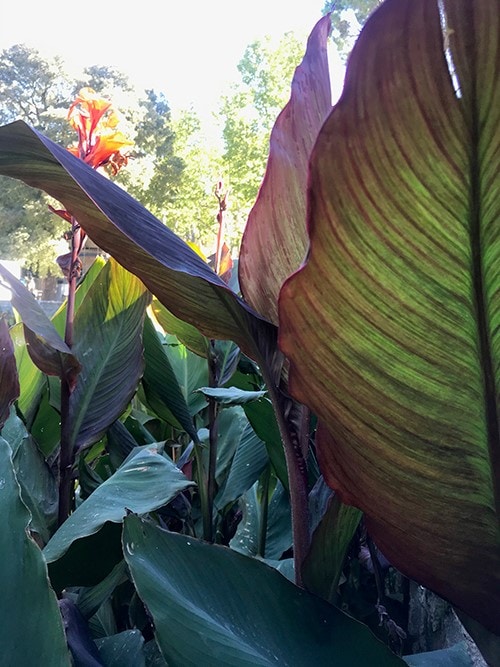 Photo de végétaux du jardin des plantes de Montpellier