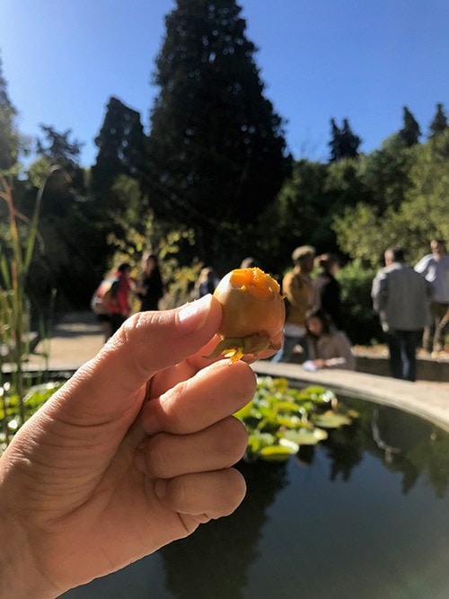 Etudiants de l'ESMA Montpellier en visite au jardin des plantes