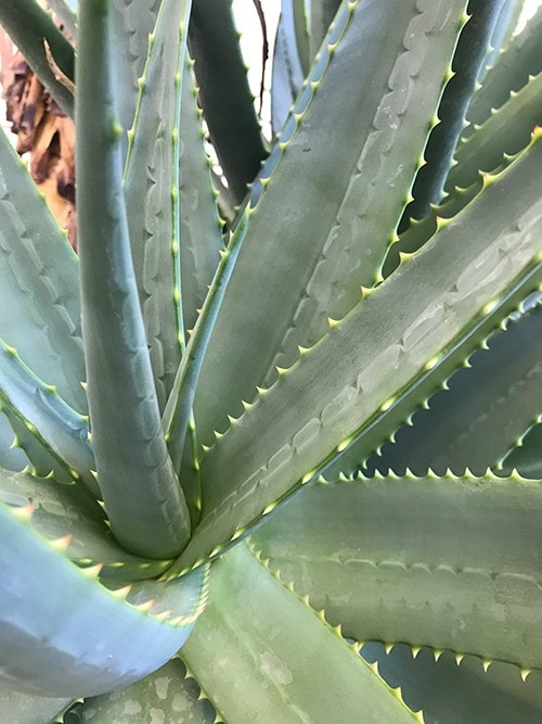 Agave du Jardin des plantes de Montpellier