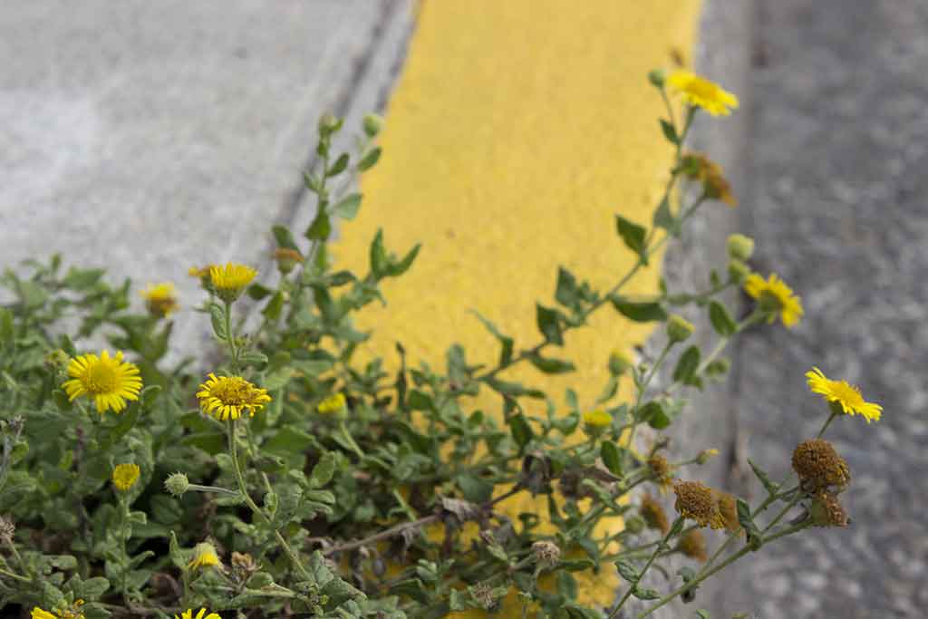 fleurs en ville - botaniste boris presseq
