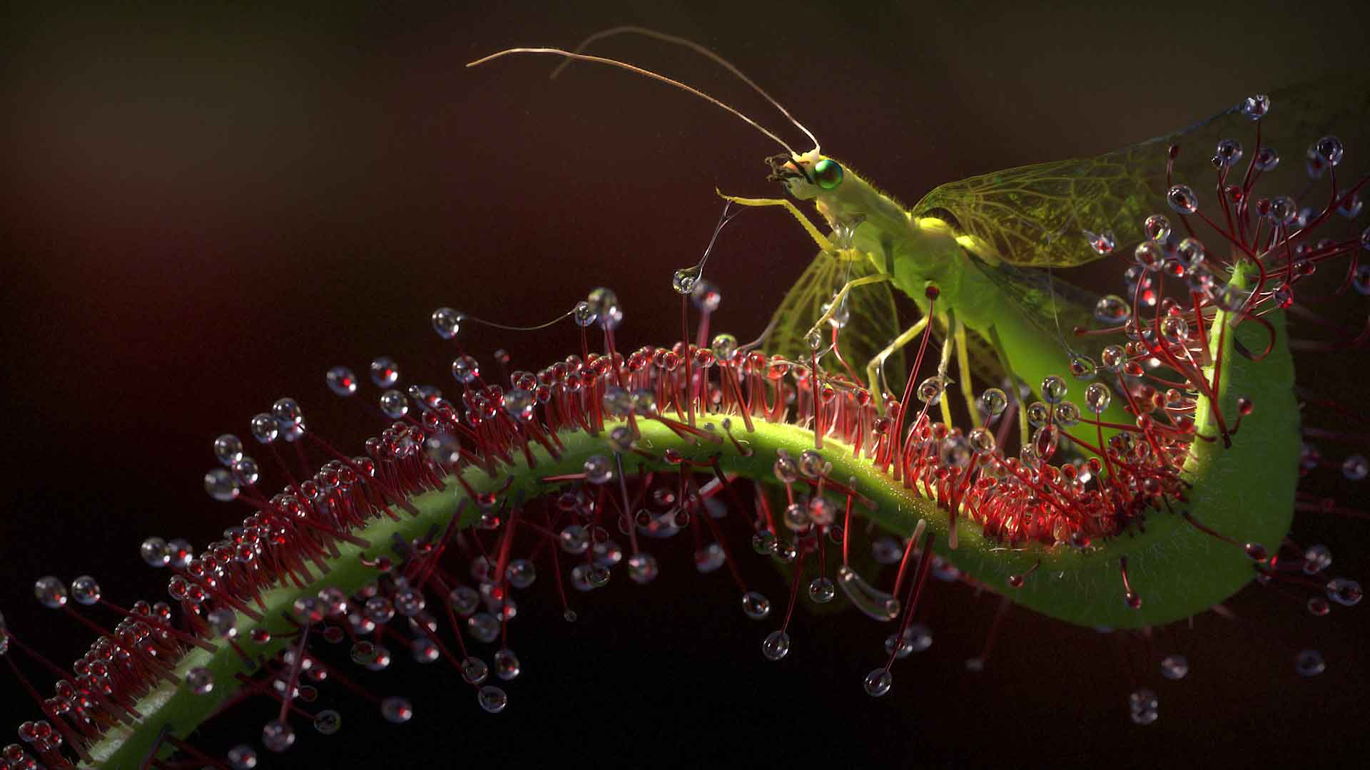 3d2b 2022 coucoureux charlie jb insectfinal