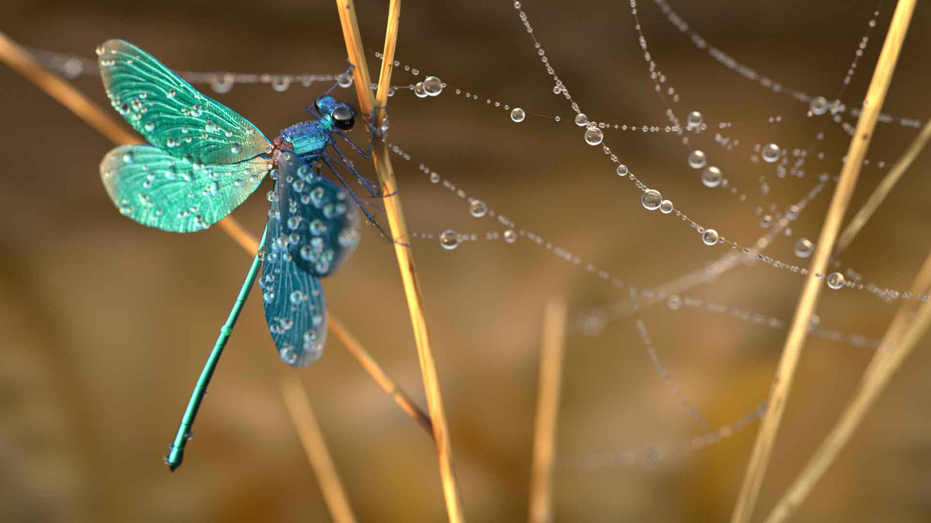 3d2c 2022 couzinier maelle jb insectfinal v01