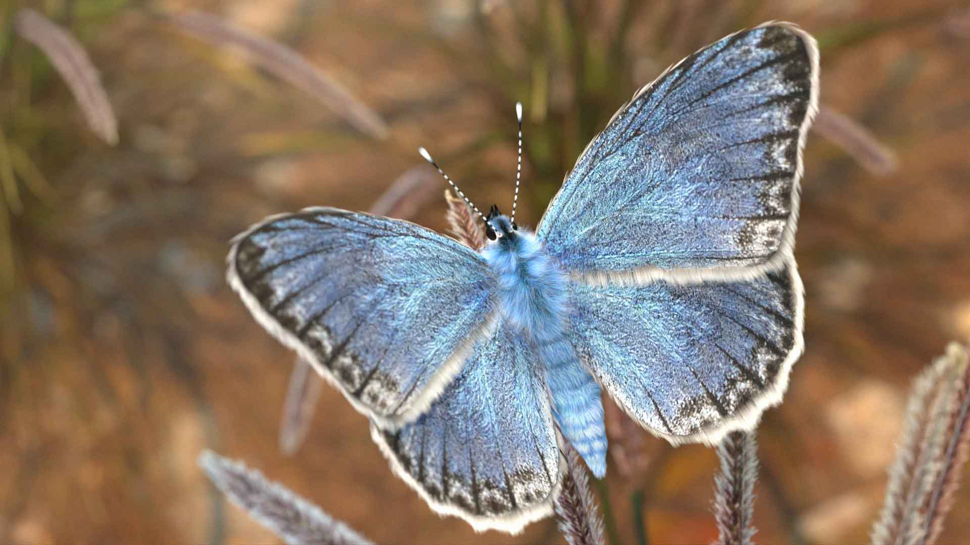3d2c 2022 kaddam carla jb insectfinal v01