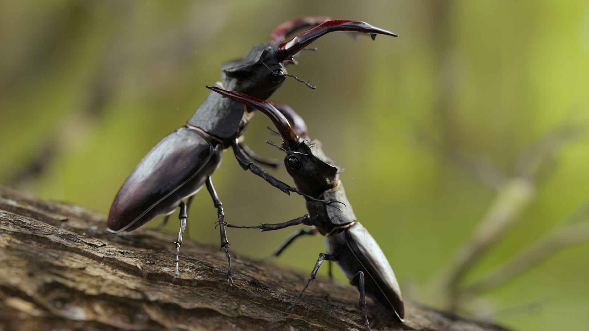 3d2c 2022 llorens matteo jb insectfinal v01