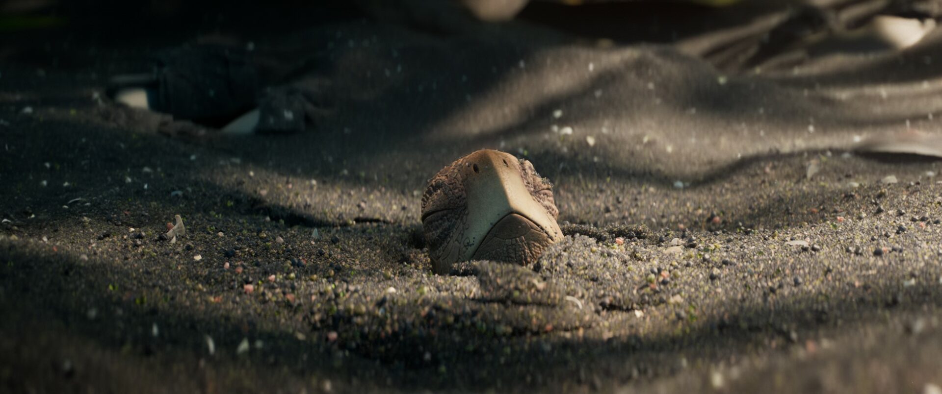 extrait tortue dawn esma 3d