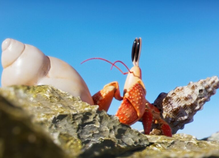 film du mercredi coquille